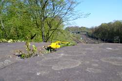 Mauerblümchen auf der Lohring-Brücke Bochum (2)