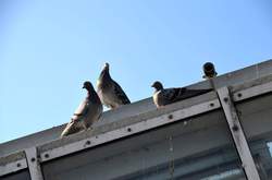 Tauben auf einem Dachkonstrukt