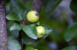 Mini-Äpfel (3)