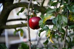 Roter Apfel am Baum (1)