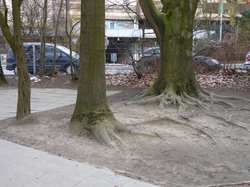 Bäume an der Waldschule am Hustadtring 2013